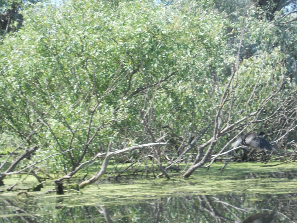 Pensiunea Cristal Tulcea Bagian luar foto